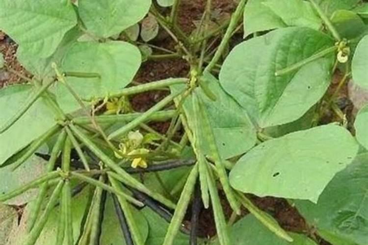 为什么绿豆不能开花结果？
