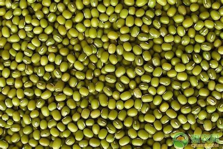 种绿豆用什么肥料好 施肥方法有哪些