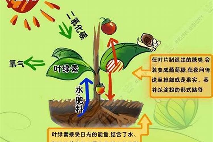 有机肥为什么能提高光合作用的效率