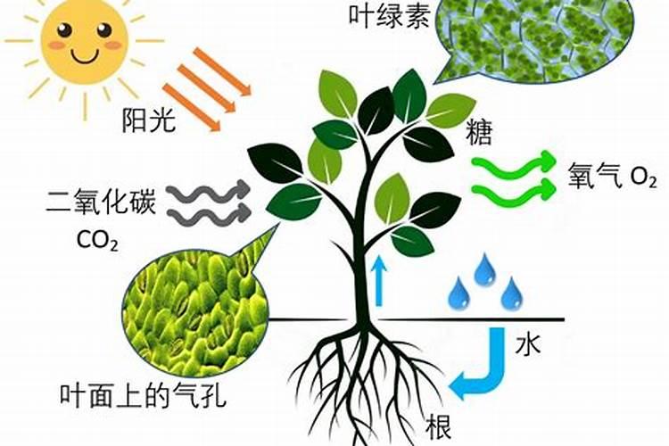 有机肥为什么能提高光合作用的效率