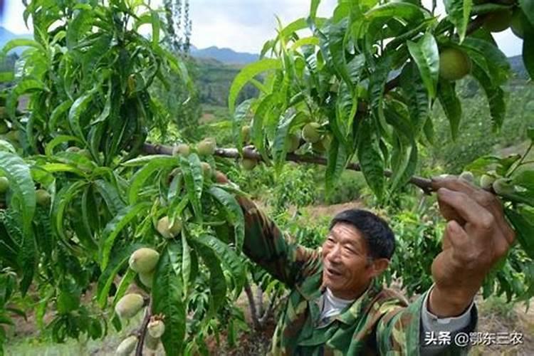 桃树春季施什么肥料最好