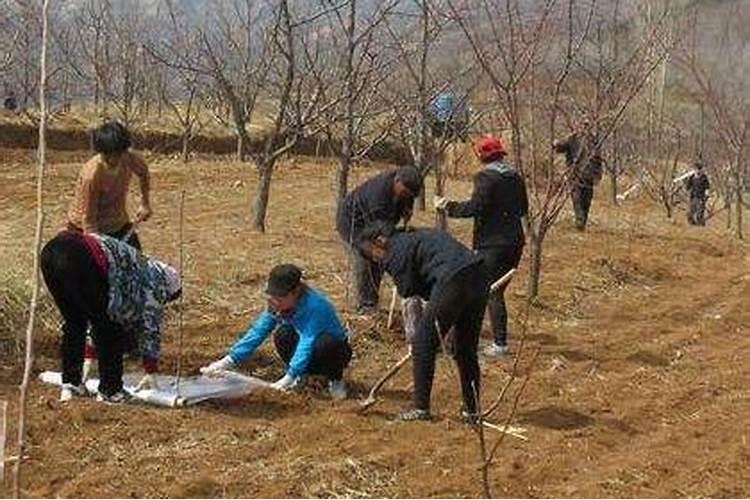葡萄如何土肥水管理,可以减少投入提高葡萄产量和品质？