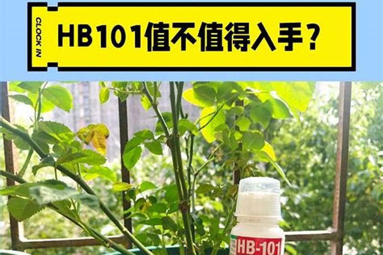 8月以后怎么养茶花可以提高它的花量