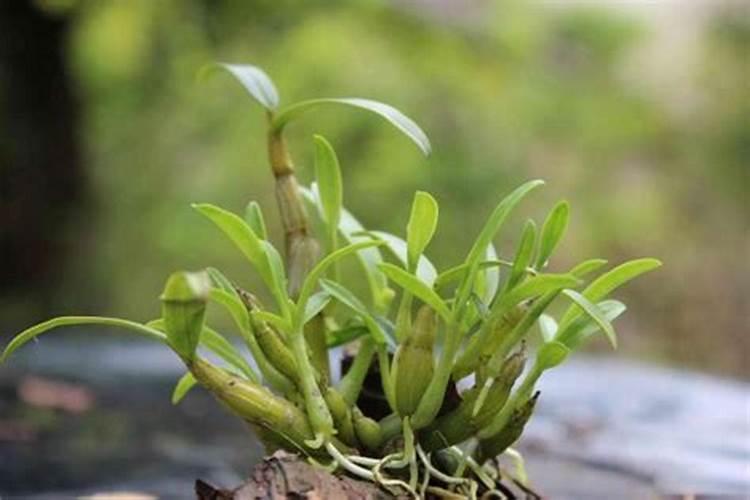 家庭如何种植石斛