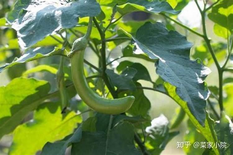 茄子开裂的原因是什么 如何防治