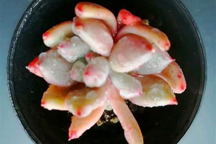 肉肉花怎么养殖能爆盆