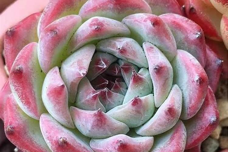 多肉植物如何施肥,多肉植物肥料自制方法