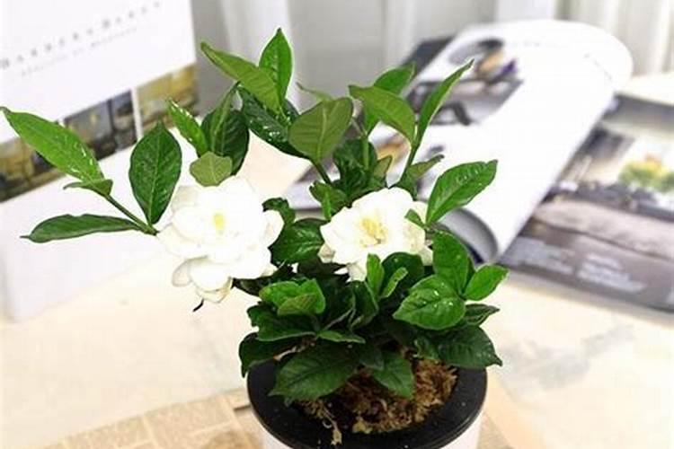 栀子绿萝…又发黄？学2招,立马绿得冒油,蹭蹭疯长!