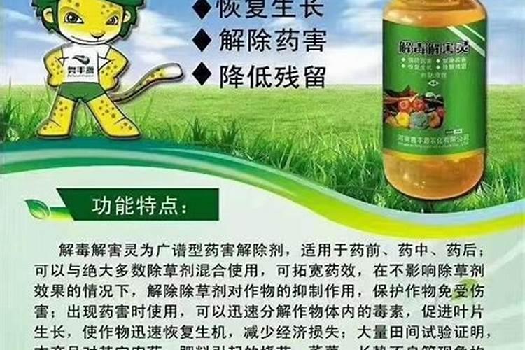 蓝雪花枯萎怎么救活？