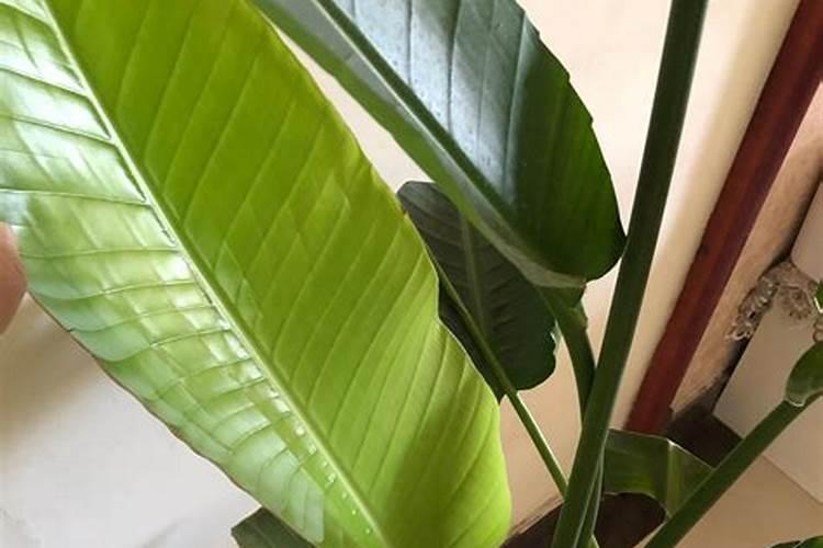 天堂鸟怎么养叶子绿才长得好 天堂鸟如何养叶子大