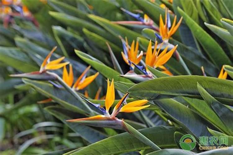 天堂鸟种植方法