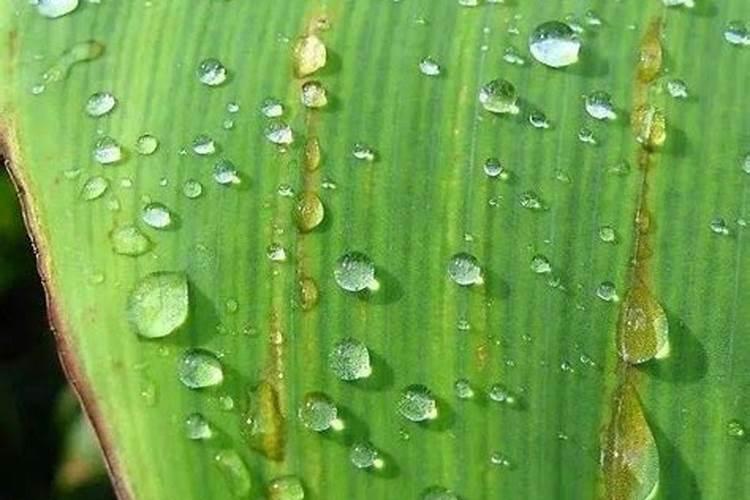 流体硼喷后多久遇雨无效