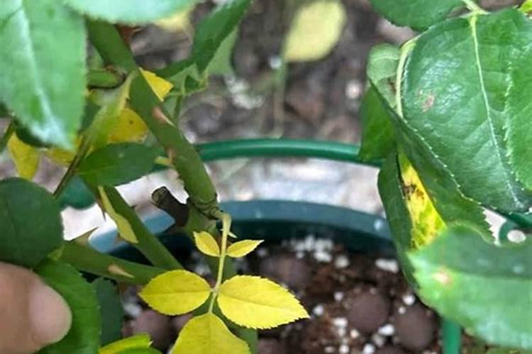 月季花叶片枯萎,怎么救？