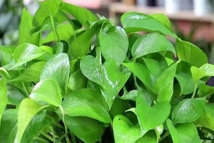 台农芒果花期管理技术是怎么样的？