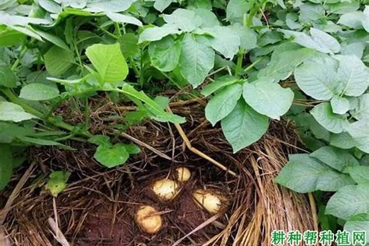 马铃薯怎么施肥