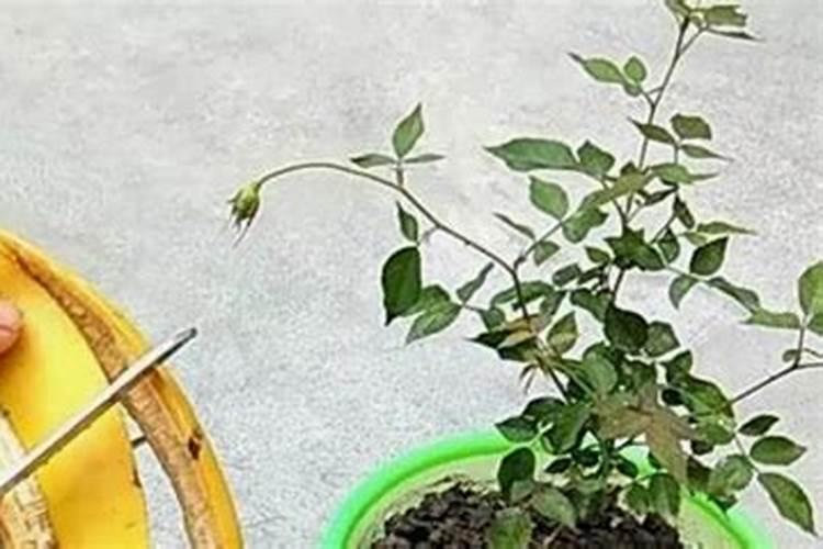 过期的酸奶可以浇花吗浇什么花