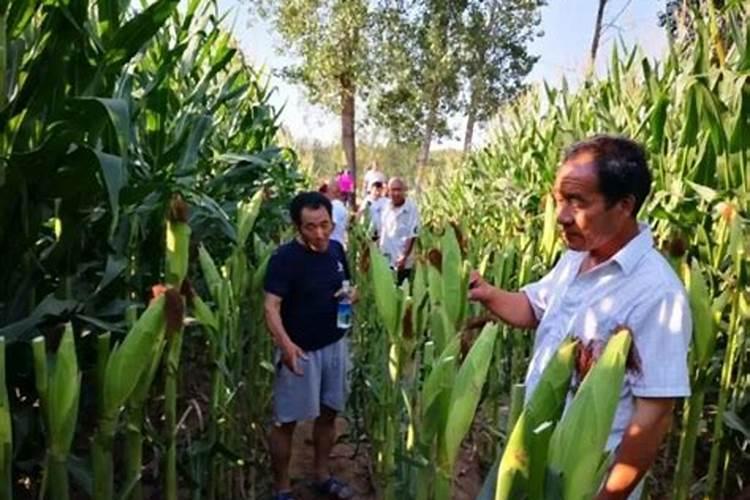 打了控旺药几天能打叶面肥杀虫剂杀菌剂