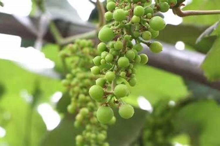 葡萄什么时候下硫酸钾最好