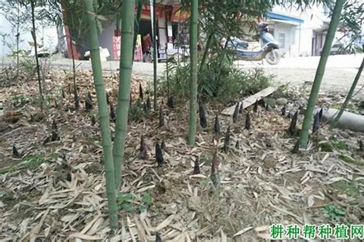 雷竹笋适合什么地方种植？
