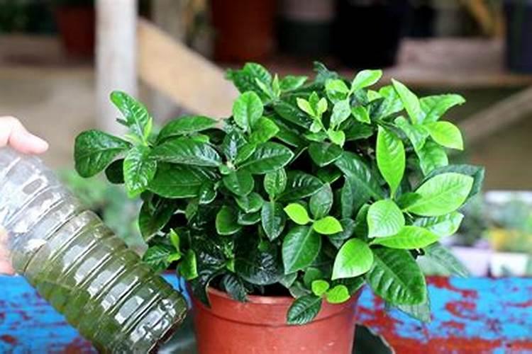 栀子花施肥方法,用什么肥好