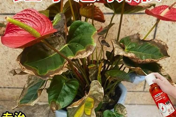 红掌用什么肥料最好