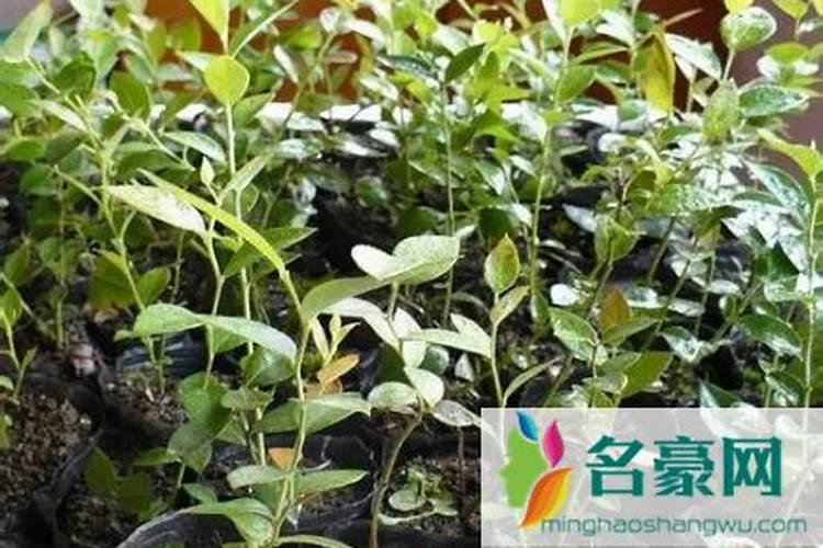 蓝莓用什么肥料最好