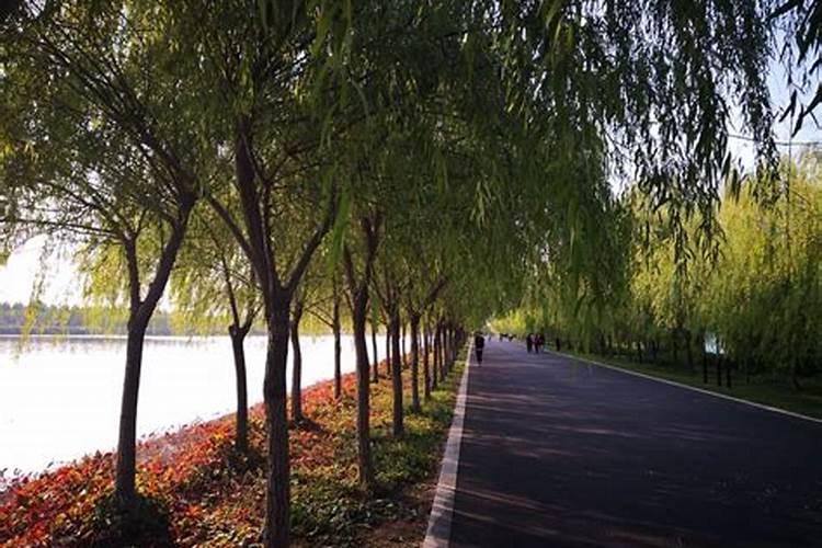 叶面肥10大品牌