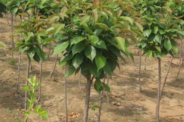 樱桃树叶子干是怎么回事,怎么治疗