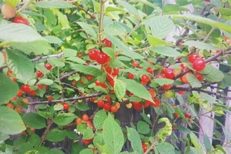 棵樱桃树,叶片黄了。该怎补救？