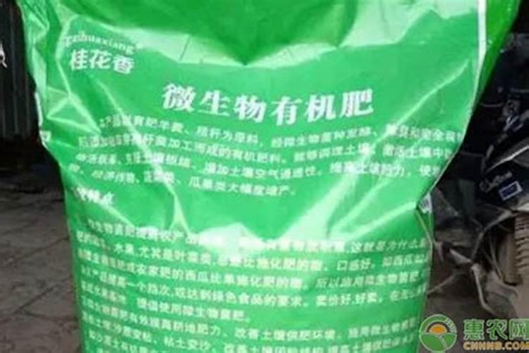 百日草一盆种几颗合适？