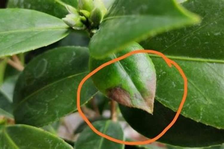 山茶花叶子发黄是什么原因,茶花叶子发黄怎么办？