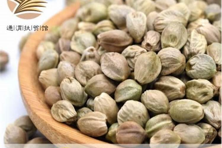 请教养兰高手用做君子兰肥料的(麻子)是蓖麻子吗