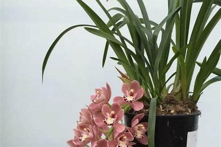 大花惠兰怎么养护
