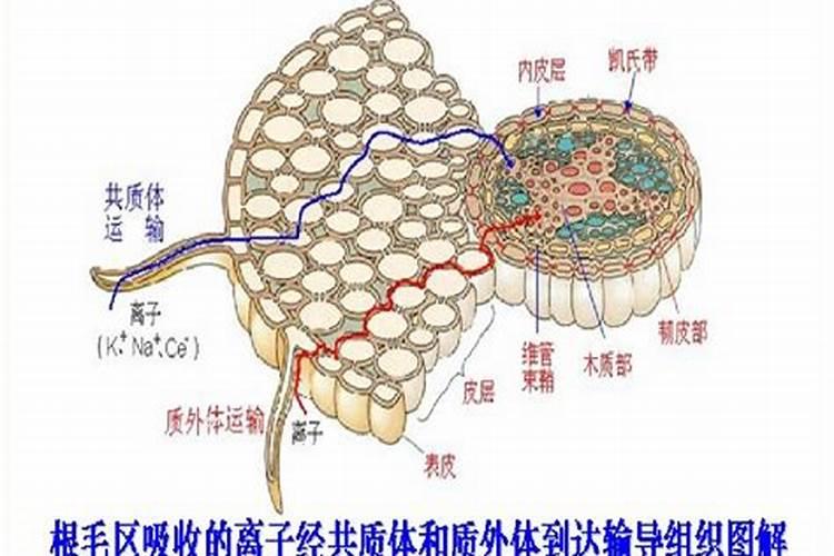钙肥冲施滴灌好还是叶面喷施好？