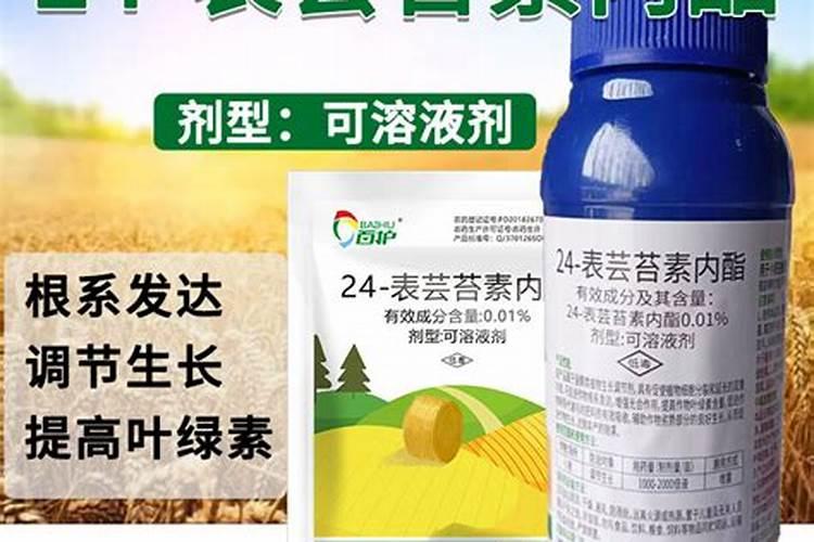 如何给菱角施肥？