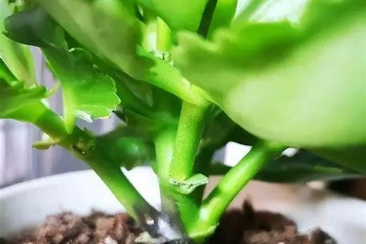 玫瑰花怎么施肥