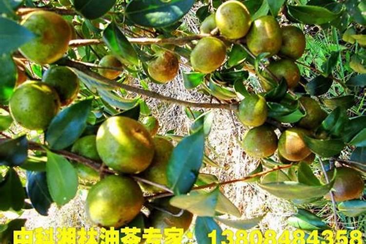 请告诉我油茶栽培技术