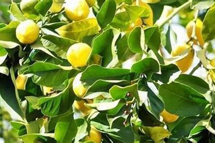柠檬树开花结果后如何管理？