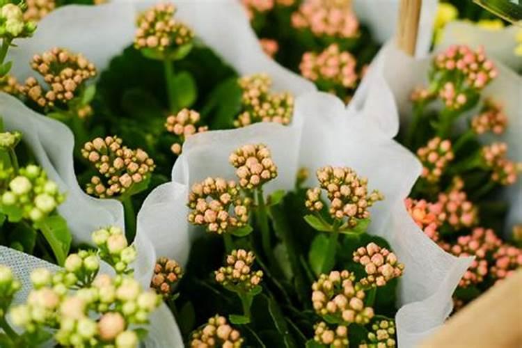 长寿花最好肥料施肥方法是什么