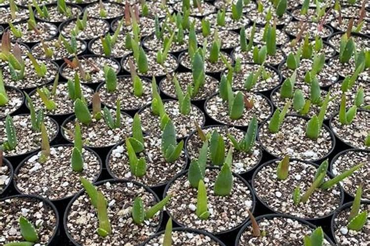 芦荟用什么肥料长得快