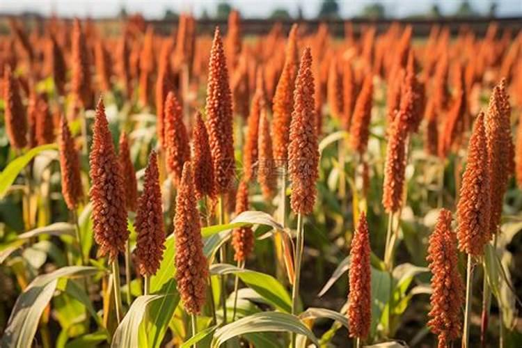 种花生为什么要用水泥做肥料？其作用是什么呢？