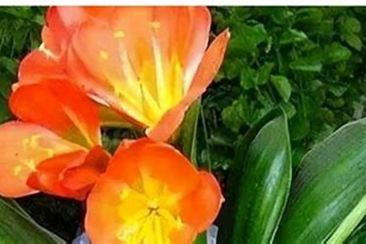 坏掉的牛奶可以浇花吗