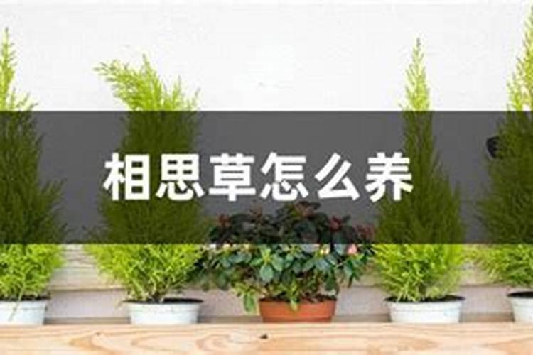 相思草的养殖方法和注意事项