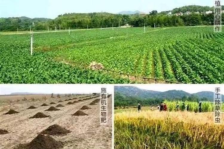 柑橘上色用什么肥比较好？