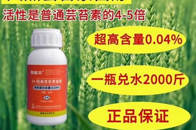 蜜橘不同时期该如何修剪