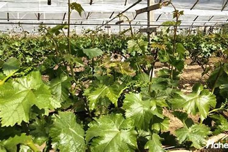 葡萄萌芽期施什么肥葡萄萌芽期施什么肥好