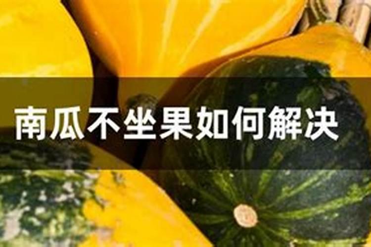 南瓜为什么不开花