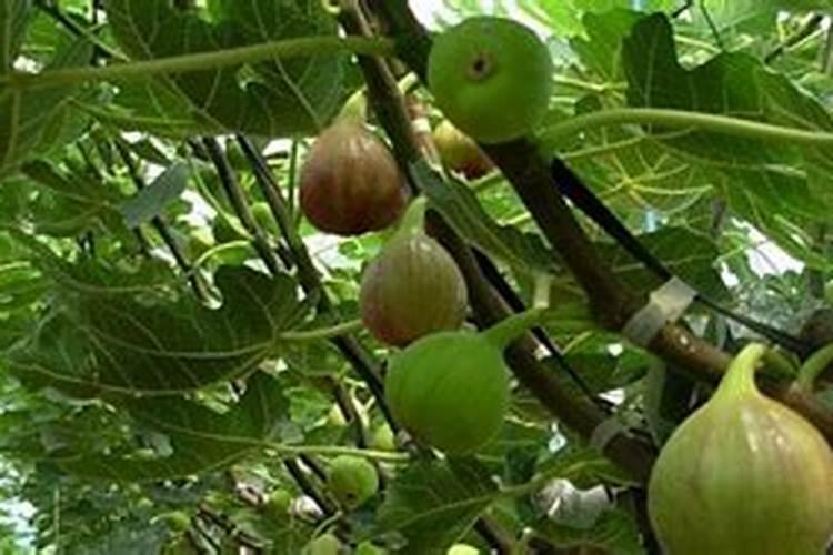 无花果施什么肥好