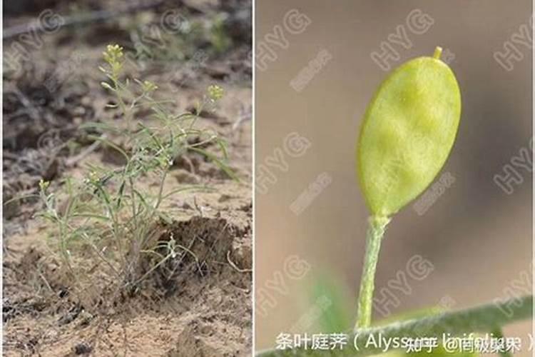在农村,如何种植芝麻？如何追肥才能高产？