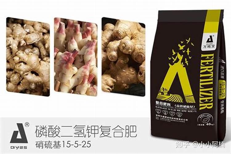 大姜的叶柄发黄叶子干枯是什么病